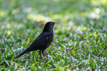 Black bird in the grass