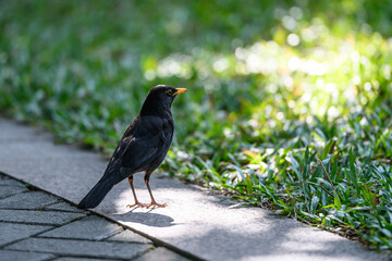 Black bird in the grass