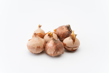 白背景にクロッカスの球根