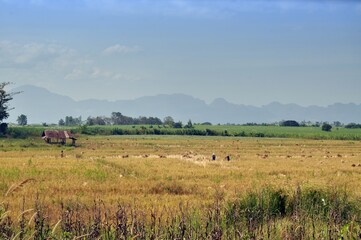 Farmer harvesting rice