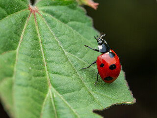 ladybug with arms up on a leaf