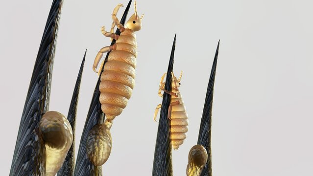3d rendering of lice lay nits on hair shafts close to the scalp, 