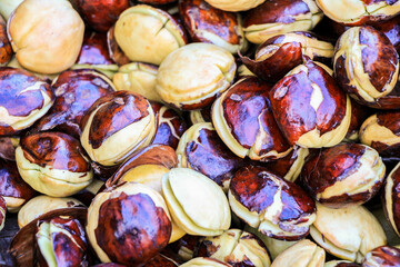 A detailed image showcasing a large quantity of jengkol seeds. The seeds' rich colors and textures are prominently displayed. Close-up of a Pile of Freshly Harvested Jengkol Seeds.