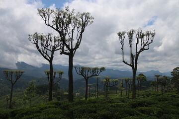 Beautiful landscape photos from Sri Lanka. 