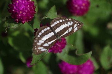 Beautiful Butterflies in my garden, Sri Lanka 