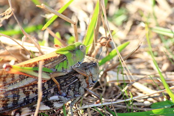 色の違うトノサマバッタ同士が楽しんでいます