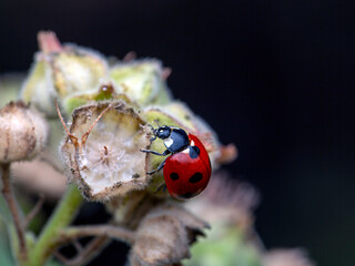 Ladybug facing up on a wildflower