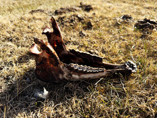 A jawbone of a sheep dries in the sun
