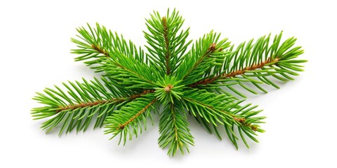 Aerial Drone Photography: Isolated Pine Needles on White Background - High-Resolution Stock Image
