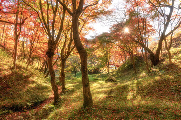 Naklejka premium 福島県矢祭町 紅葉の矢祭山公園 