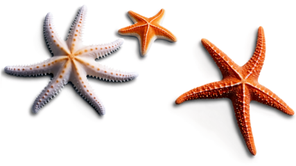star fish png, Starfish isolated on a clean PNG background, showcasing the detailed texture and natural beauty of a marine creature, ideal for beach-themed designs, ocean-inspired visuals