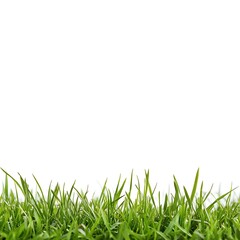 Fototapeta premium Grass isolated on a white background, close up