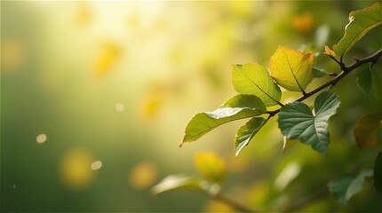 Obraz premium Leaves on an emotional tree on a sunny day.