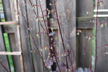 Delicate Wildflower Stems Against a Rustic Fence