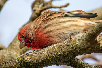 Looking Up Closeup View of a Purple Finch on a Tree Branch