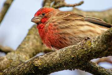 Looking Up Closeup View of a Purple Finch on a Tree Branch