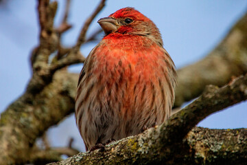 Looking Up Closeup View of a Purple Finch on a Tree Branch