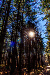 Tall Pines Area, Walnut Woods Metro Park, Groveport, Ohio