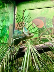 Green chameleon sitting on a branch at a zoo.
