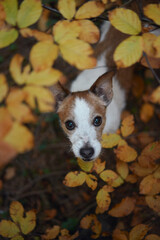 A Jack Russell Terrier peers curiously through vibrant golden leaves in an autumn forest. The setting captures the essence of seasonal beauty and the dog inquisitive personality.