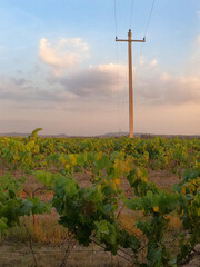 ATARDECER EN COSECHA DE UVAS EN VIÑEDO MEXICANO