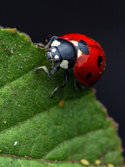Ladybug on green leaf looking at camera