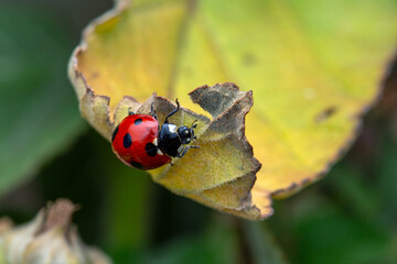 Ladybug on yellow leaf