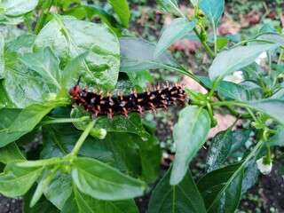 caterpillars on chili leaves.
Malacosoma americanum, Jacintha Eggfly caterpillars