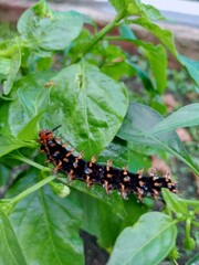 caterpillars on chili leaves.
Malacosoma americanum, Jacintha Eggfly caterpillars