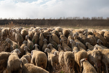 Flock of sheep in Castilla y Leon in autumn in the countryside.