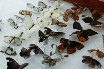 entomological collection of insects in close-up view