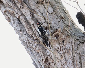 woodpecker eating bugs in a tree