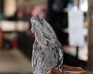 Tawny Frogmouth owl in camouflage 