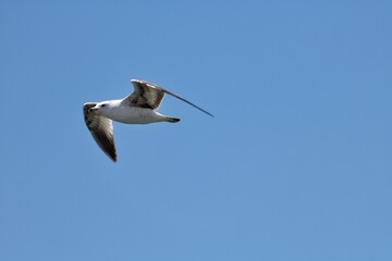 seagull in flight in the sky