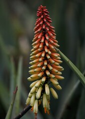 Red hot pokers (Kniphofia) in Australia