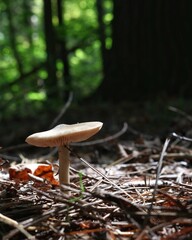 Little mushroom on the forest floor