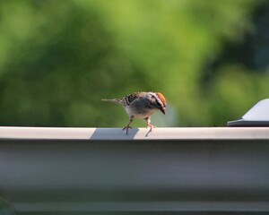 Little bird looking over the edge