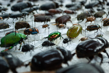 entomological collection of insects in close-up view