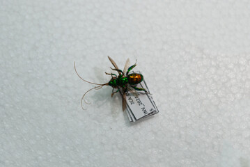 entomological montage of insects in close-up view