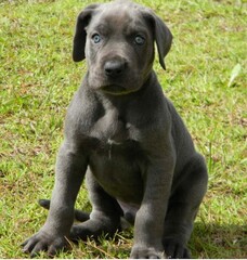 great dane puppy