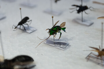 entomological montage of insects in close-up view