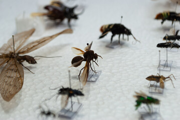 entomological montage of insects in close-up view