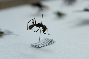 entomological montage of insects in close-up view