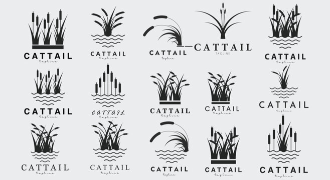 collection of cattail logo vector illustration design