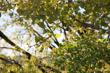 Ginkgo tree.
