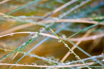 water drops on blades of grass