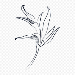 Hand drawn spring flowers illustration. floral illustration