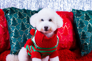 Adorable white Poodle dog wearing Christmas dress sitting on red cloth with Christmas pillows for Christmas holiday festival.