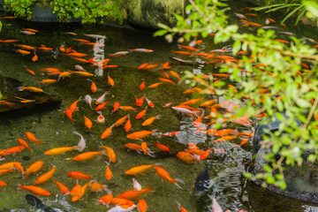 School of goldfish swimming in shallow man made indoor pool.