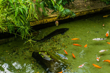 Large fresh water sturgeon swimming with carp and Koi in shallow indoor pond.